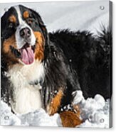 Happy Bernese Mountain Dog In Winter Snow Acrylic Print