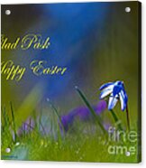 Happy Easter Scilla Siberica Acrylic Print