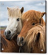 Happy Horse Friends In Iceland Acrylic Print