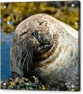 Happy Seal Relaxing In The Seaweed Acrylic Print