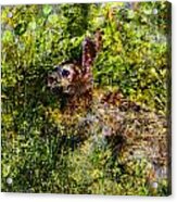 Hare In Hiding Acrylic Print