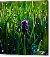 Harmony Of Feeling  -additional View Acrylic Print