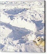 Harp Seal Pup Gulf Of St Lawrence Canada Acrylic Print