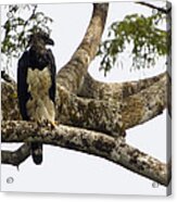 Harpy Eagle In Kapok Tree Acrylic Print