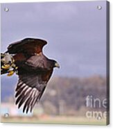 Harris Hawk Acrylic Print