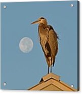Harry The Heron Ponders A Trip To The Full Moon Acrylic Print