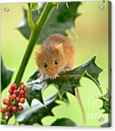 Harvest Mouse At Christmas Acrylic Print