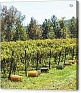 Harvest Time Acrylic Print