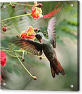 Haunting Hummingbird Acrylic Print