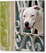 Havana Watchdog Acrylic Print
