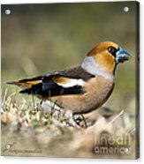 Hawfinch's Profile Square Acrylic Print