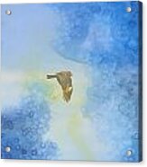 Hawk In Flight 2 Acrylic Print