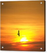 Hawk Into The Sunset Acrylic Print