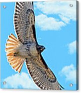 Hawk Overhead Acrylic Print