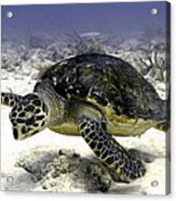 Hawksbill Caribbean Sea Turtle Acrylic Print