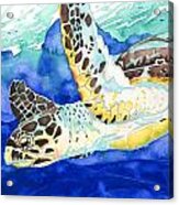 Hawksbill Sea Turtle Acrylic Print