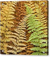 Hay-scented Ferns Acrylic Print