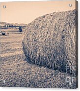 Haying The Field Acrylic Print