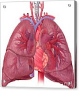 Heart And Lung Anatomy, Illustration Acrylic Print
