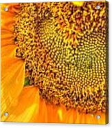 Heart-felt Sunflower Acrylic Print