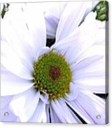 Heart Of The Daisy Acrylic Print