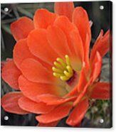 Hedgehog Cactus Flower Acrylic Print