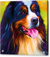 Colorful Bernese Mountain Dog Painting Acrylic Print by Michelle Wrighton
