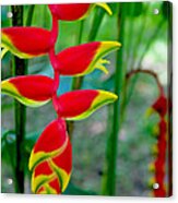 Heliconia--flower In Chiapas Acrylic Print
