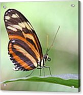 Hello There Long Wing Acrylic Print