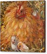 Hen And Chicks Acrylic Print