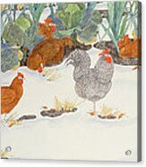 Hens In The Vegetable Patch Acrylic Print