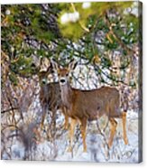 Herd Of Mule Deer In Colorado Winter Acrylic Print