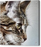 Here Kitty Kitty Acrylic Print