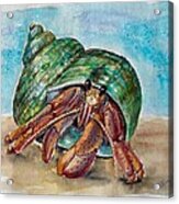 Hermit Crab 4 Acrylic Print