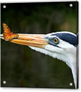 Heron And Butterfly Acrylic Print
