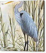 Heron And Cattails Acrylic Print