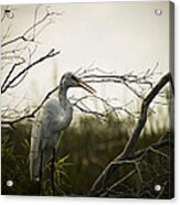 Heron At Dusk Acrylic Print