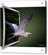 Heron In Flight - Oof Acrylic Print