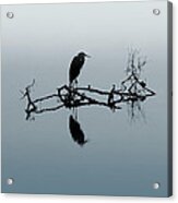 Heron On Submerged Tree Branch Acrylic Print