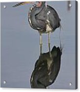 Heron Reflections Acrylic Print