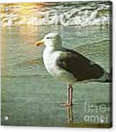 Herring Gull Watching Acrylic Print