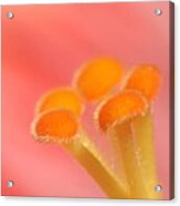 Hibiscus Center Macro Acrylic Print