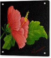 Hibiscus Acrylic Print