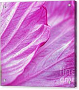 Hibiscus Petals In Pink Acrylic Print