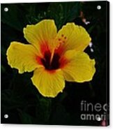 Hibiscus Stand Out Acrylic Print