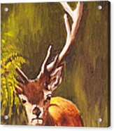 Hidden Deer Acrylic Print