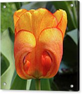 Hide-n-seek Tulip Acrylic Print