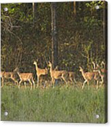 High On Alert Acrylic Print