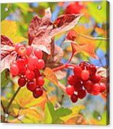 Highbush Cranberry In September Acrylic Print
