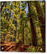 Hikers Paradise - California Redwoods I Acrylic Print